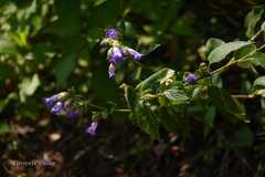 Nilgirianthus reticulatus